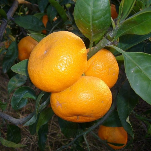 Tüplü Aşılı Bol Sulu Verimli Rize Satsuma Mandalin Fidanı ürün görseli 1