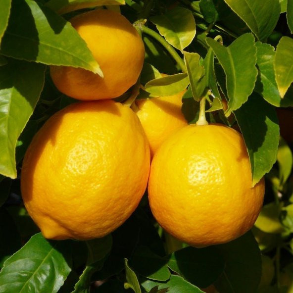 Tüplü Aşılı Bol Sulu Yüksek Verimli Mayer Limon Fidanı ürün görseli 1