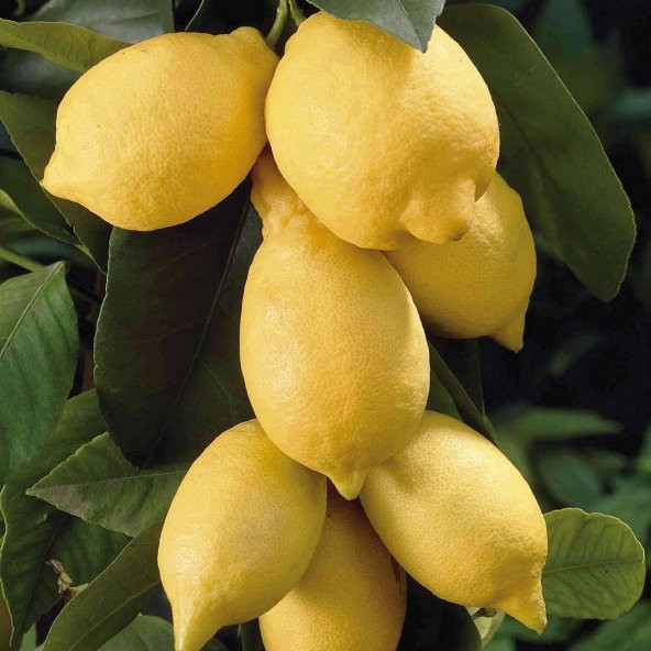 Tüplü Aşılı Bol Verimli Enter Limon Fidanı ürün görseli 1