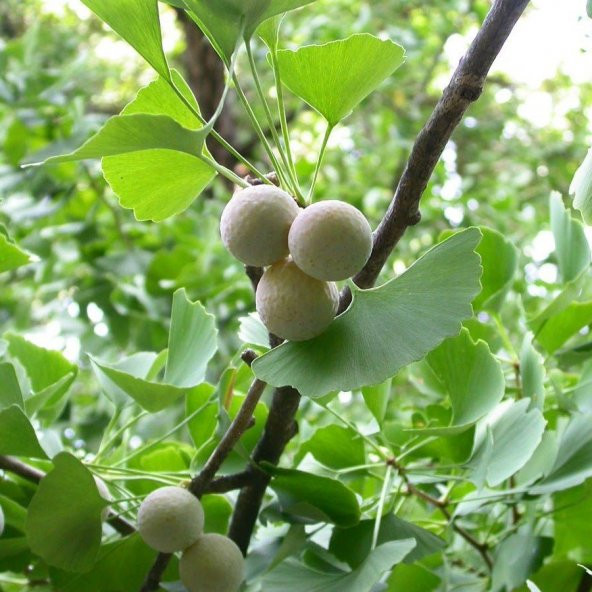 Tüplü Mabet Ağacı Ginkgo Biloba Fidanı (5-15 Cm) ürün görseli 1