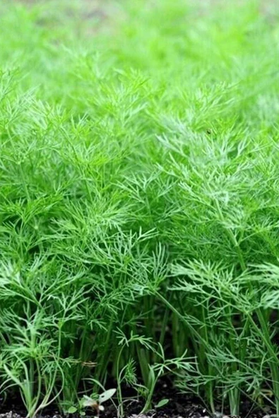 Dere Otu Tohumu 10 Gr - Resim 2