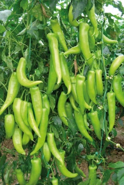 Çarliston Biber Tohumu 10 Gr ürün görseli 1
