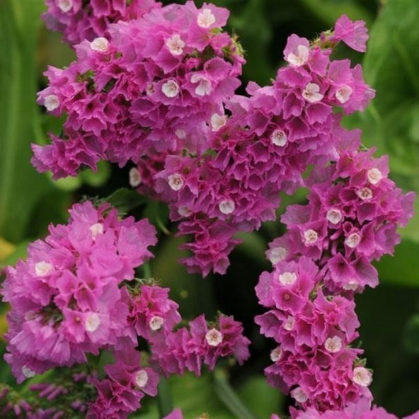 Limonium Sinuatum Deep Rose Deniz Lavantası Tohumu(30 tohum) ürün görseli 1
