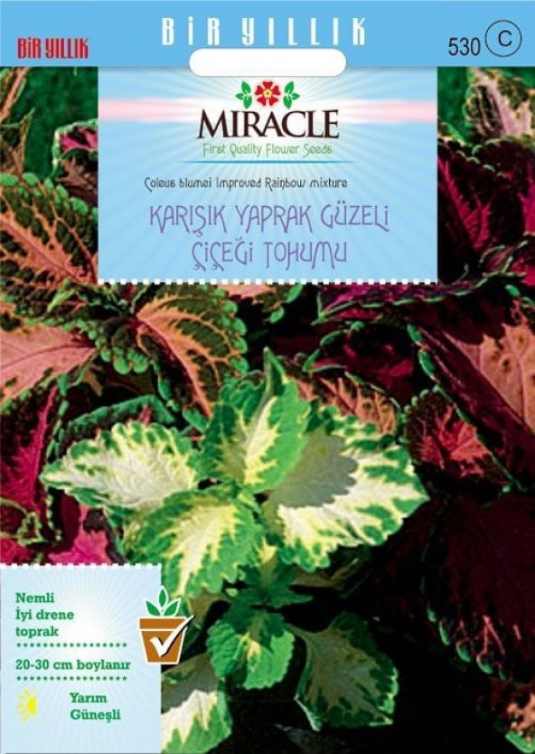 Miracle Karışık Renkli Kolyos (Coleus) Yaprak Güzeli Çiçeği Tohumu(100 tohum) ürün görseli 1