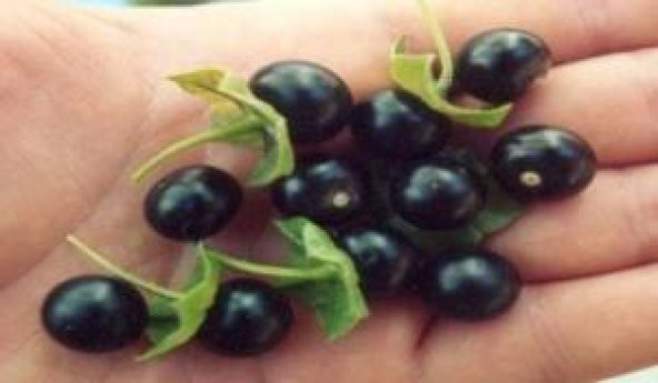 Meksika Jaltomato Tohumu (20 Tohum) ürün görseli 1