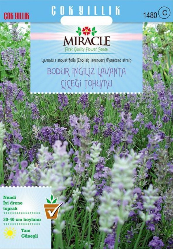 Miracle Munstead Strain Bodur İngiliz Lavanta Çiçeği Tohumu (95 tohum) ürün görseli 1