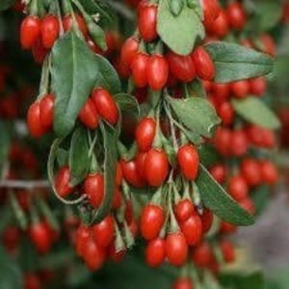 Goji Berry Kurt Üzümü Tohumu (20 tohum) ürün görseli 1