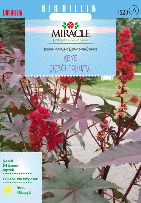 Miracle Gibsonii Kene (Castor Bean) Çiçeği Tohumu (5tohum) ürün görseli 1