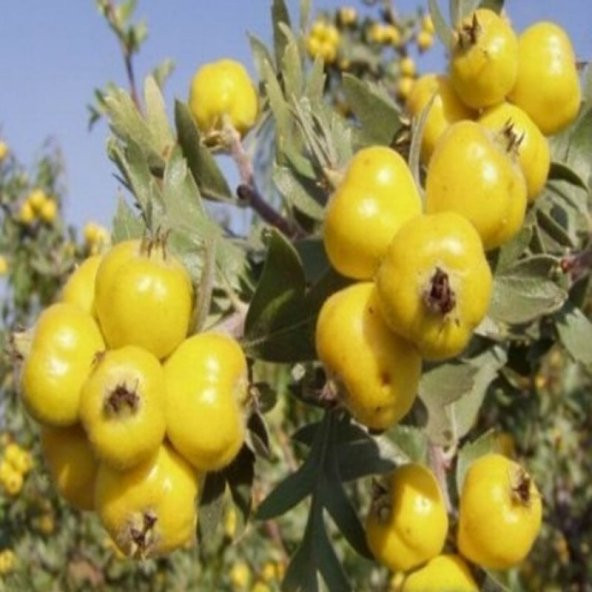 Doğal Sarı Alıç Tohumu (10 adet) ürün görseli 1