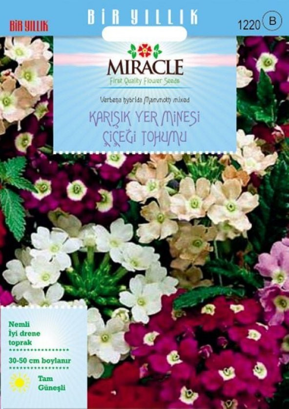 Miracle Karışık Renkli Yer Minesi (Verbena) Çiçeği Tohumu (100 tohum) ürün görseli 1