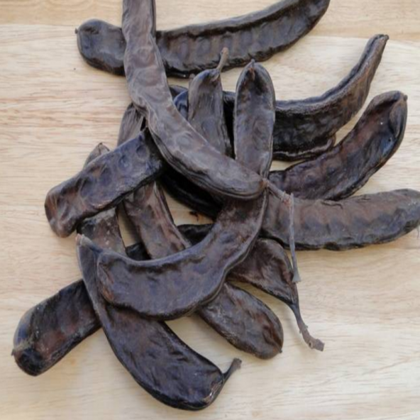 Doğal Amerikan Carop (Harnup) Ağacı Tohumu(5 tohum) ürün görseli 1