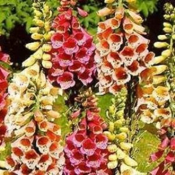 Karışık Renkli Yüksük (Yavşan) Otu Çiçeği Tohumu(100 tohum) ürün görseli 1