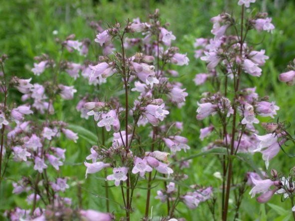Sweet Lady Penstemon Çiçeği Tohumu (50 adet) ürün görseli 1
