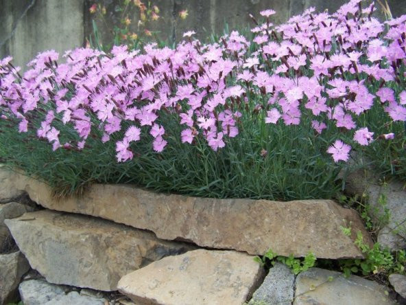 Dianthus Kır Pembesi Çiçeği Tohumu (50 adet) ürün görseli 1