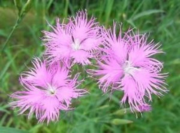 Püsküllü Pembe Dianthus Çiçeği Tohumu (50 adet) ürün görseli 1