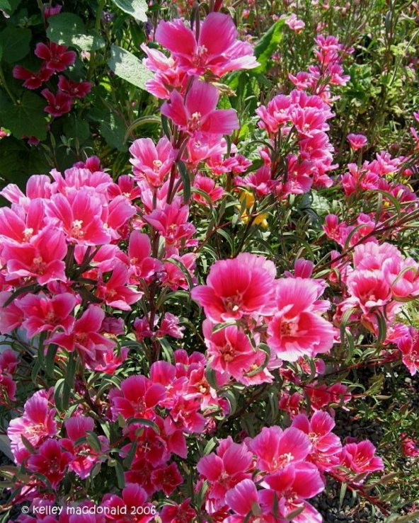 Pembe Güzeli Klarkiya Çiçeği Tohumu (100tohum) ürün görseli 1