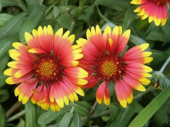 İndian Blanket Gaillardia Gayret Çiçeği Tohumu(30 adet) ürün görseli 1