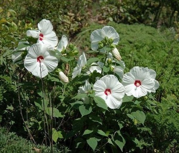 Süt BeyazıHibiscus Çiçeği Tohumu (20 adet) ürün görseli 1