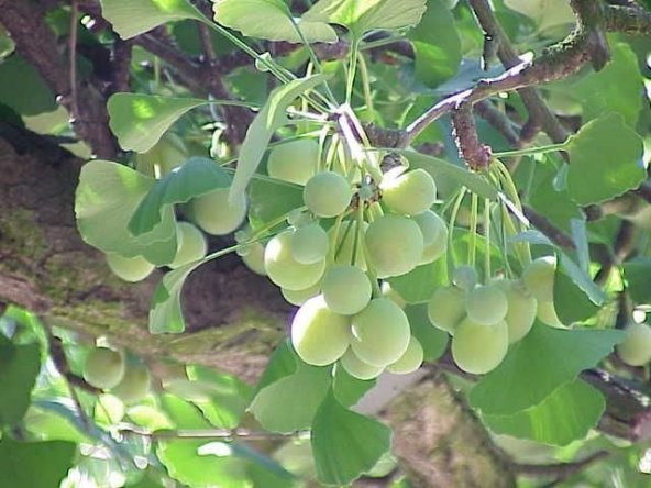 GINKGO Biloba Mabet Ağacı Tohumu (3 tohum) ürün görseli 1
