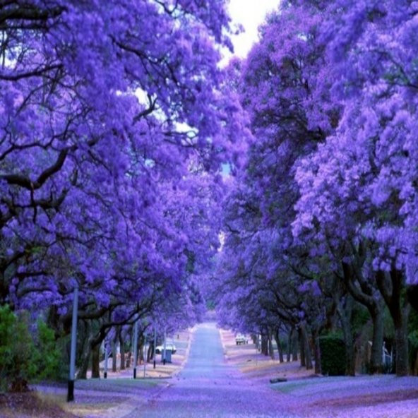 Jacaranda (Jakaranda) Ağacı Tohumu (5 tohum) ürün görseli 1