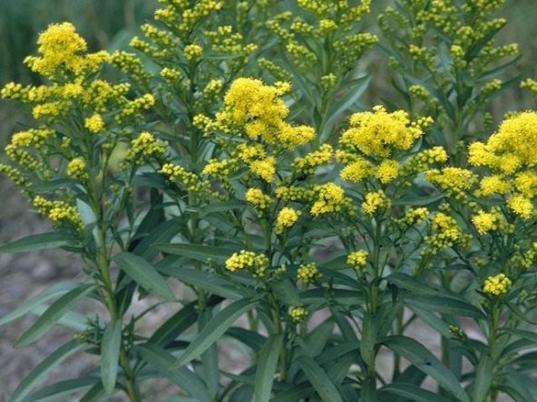 Stiff Goldenrod Çiçeği Tohumu (100 tohum) ürün görseli 1