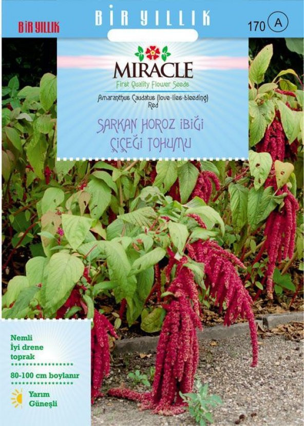 Miracle Sarkan Kırmızı Amaranthus (Horoz İbiği) Çiçeği Tohumu( 150 tohum) ürün görseli 1