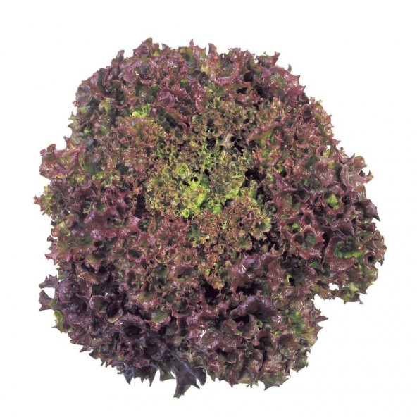 Kırmızı Yapraklı Kıvırcık Marul (1 gram) ürün görseli 1