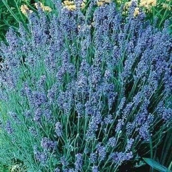 Lady Lavanta Çiçeği Tohumu (20 tohum) ürün görseli 1