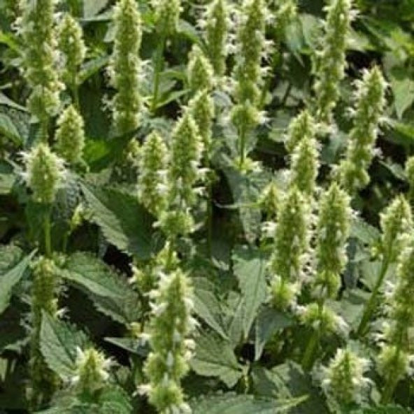 DevMeksida Beyazı Hyssop Çiçeği Tohumu(50 tohum) ürün görseli 1