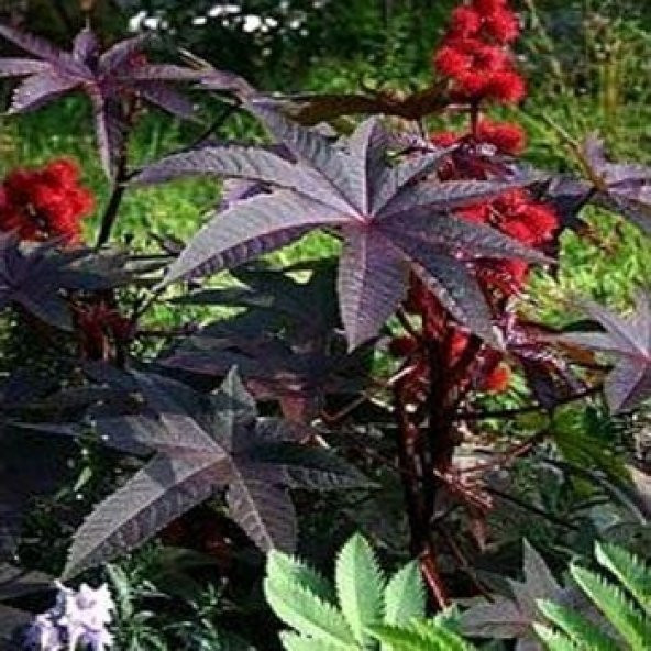 Kırmızı Kene (Castor Bean) Çiçeği Tohumu (5 tohum) ürün görseli 1