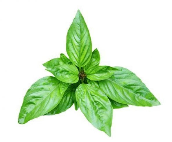 Dogal Green Flesh Geniş Yapraklı Aromatik Fesleğen Tohumu (50 tohum) ürün görseli 1