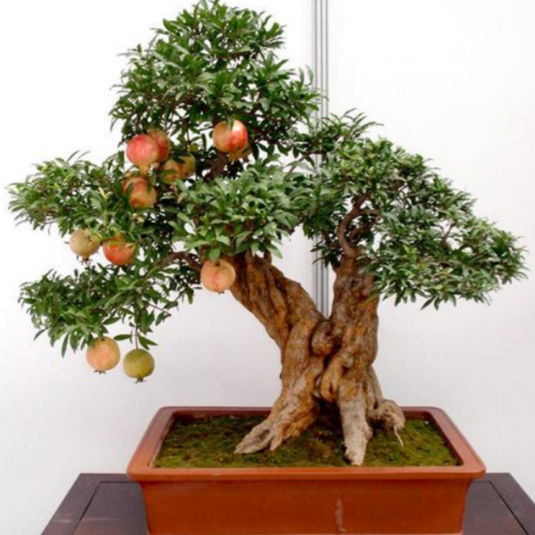 Bonsai İçin Uygun Süs Narı Tohumu (5 adet) ürün görseli 1