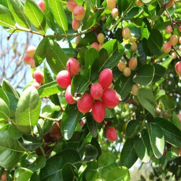 Natal Eriği Tohumu (3 tohum) ürün görseli 1