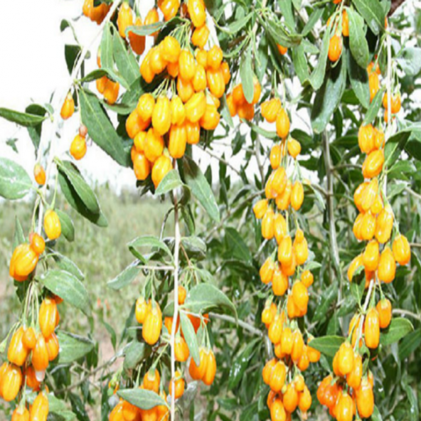 Amber Sweet Altuni Sarı Goji Berry Tohumu (1000 tohum) ürün görseli 1