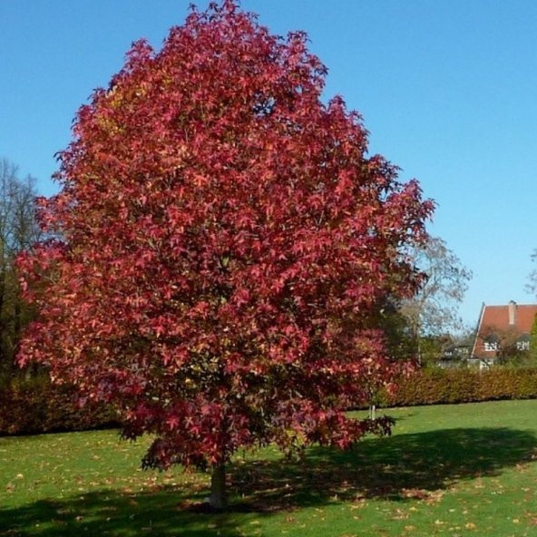 Liquidambar Styraciflua Amerikan Sığlası Tohumu (10 Tohum) ürün görseli 1