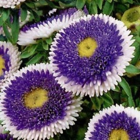 Pompon Blue with white Centre Aster Çiçeği Tohumu (50 tohum) ürün görseli 1