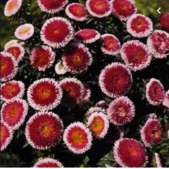Pompon Hi-no-maru Aster Çiçeği Tohumu (50 tohum) ürün görseli 1