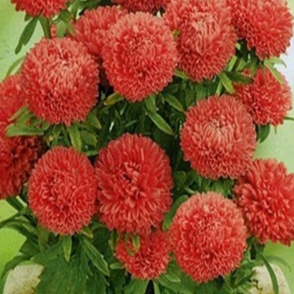 Pompon Salmon Red Aster Çiçeği Tohumu (50 tohum) ürün görseli 1