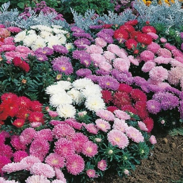 Pompon White Aster Çiçeği Tohumu (50 tohum) - Resim 2