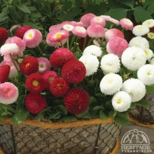 Mix Katmerli Bellis Perennis Ponpon İngiliz Çayır Papatyası Çiçeği Tohumu(100 tohum) ürün görseli 1