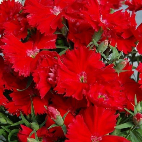 Dianthus Heddewigii Bravo Karanfil Çiçeği Tohumu (100 adet) ürün görseli 1