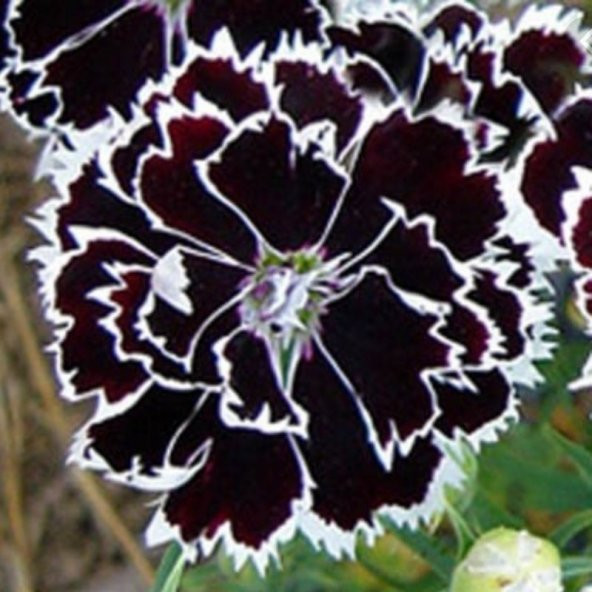 Dianthus Heddewigii Black White Karanfil Çiçeği (100 adet) ürün görseli 1