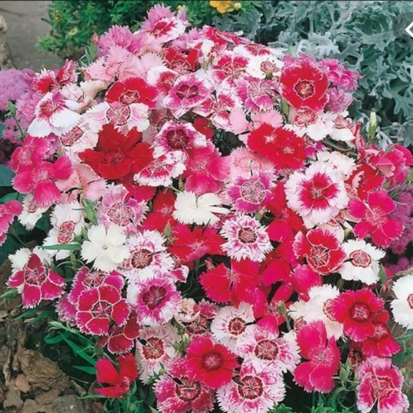 Dianthus Heddewigii Baby Doll Karanfil Çiçeği Tohumu(100 adet) ürün görseli 1