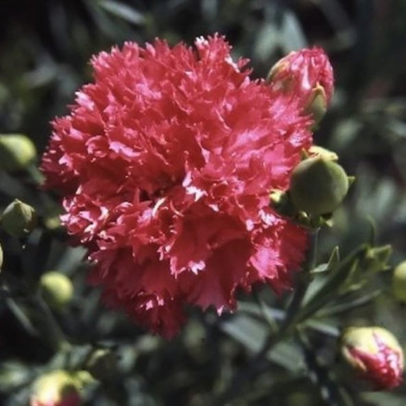 Chabaud Pure Rose Karanfil Çiçeği Tohumu(70 adet) ürün görseli 1
