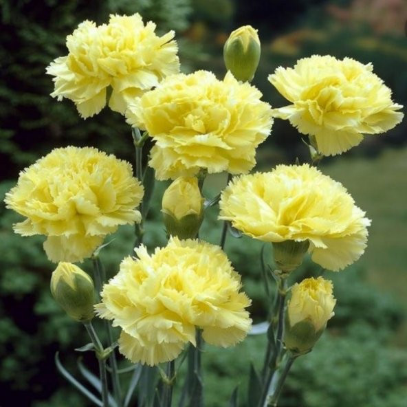 Chabaud Yellow Karanfil Çiçeği Tohumu(70 adet) ürün görseli 1