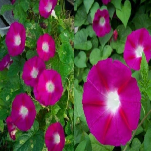 Crimson Rambler Gündüz Sefası Çiçeği Tohumu(10 tohum) ürün görseli 1