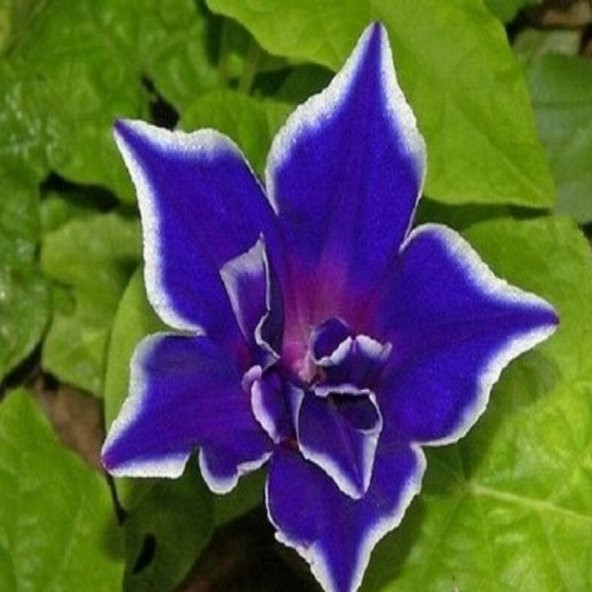 Dev Çiçekli İpomea Blue Picotee Japon Gündüz Sefası Çiçeği(5 tohum) ürün görseli 1