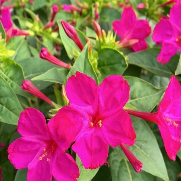 Violet Pink Akşam Sefası Çiçeği Tohumu (20 Tohum) ürün görseli 1