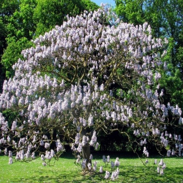 Yoğun Kokulu Beyaz Çiçekli Paulownia Fortunei Tohumu (500 tohum) ürün görseli 1