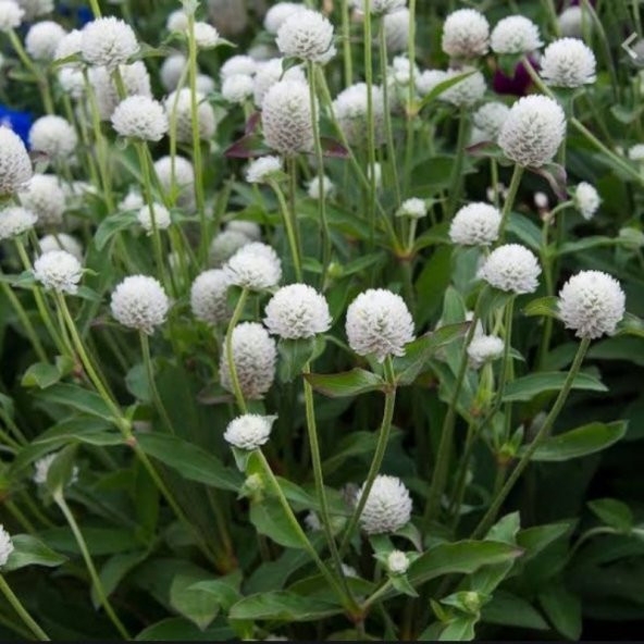 Gomphrena Globosa Beyaz Medine Çiçeği Tohumu(50 tohum) ürün görseli 1